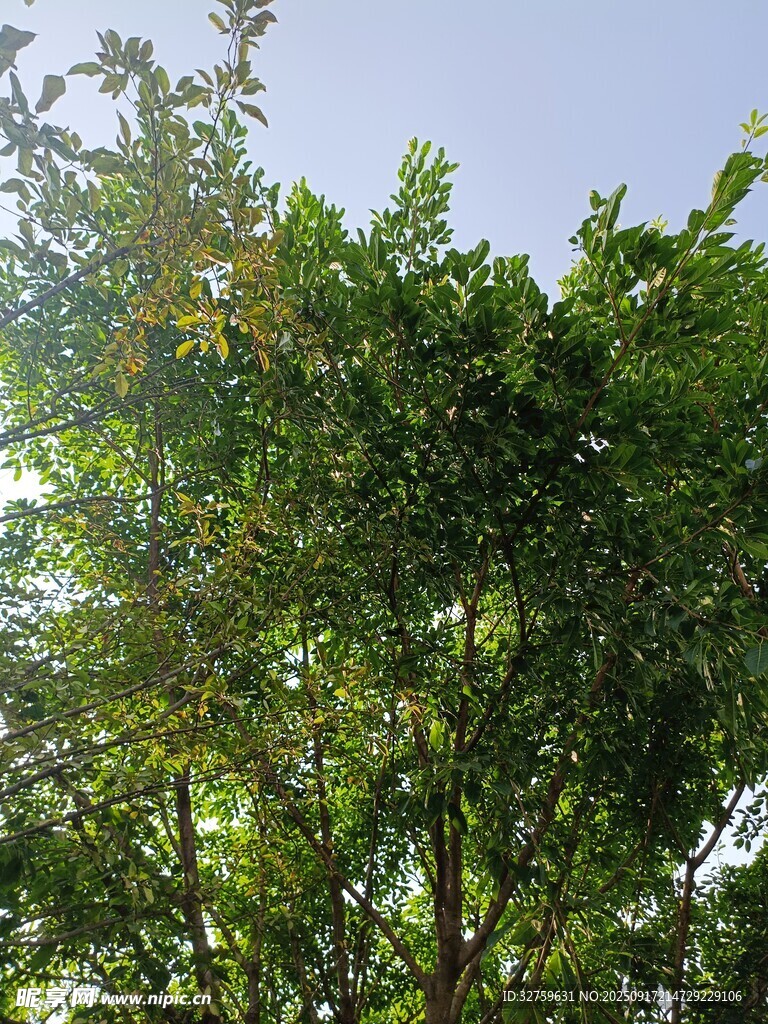 陽光下的蔥郁綠樹
