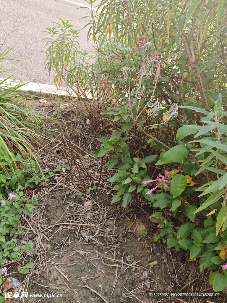 花園一角的多彩植物
