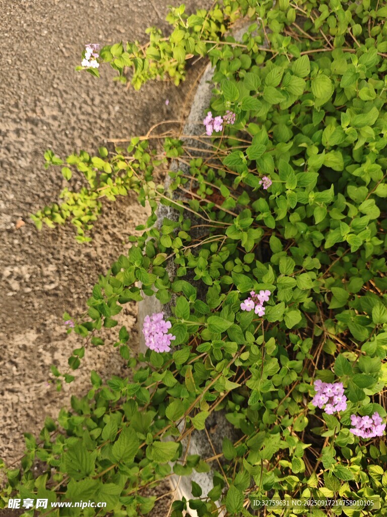 路邊綻放的紫色小花
