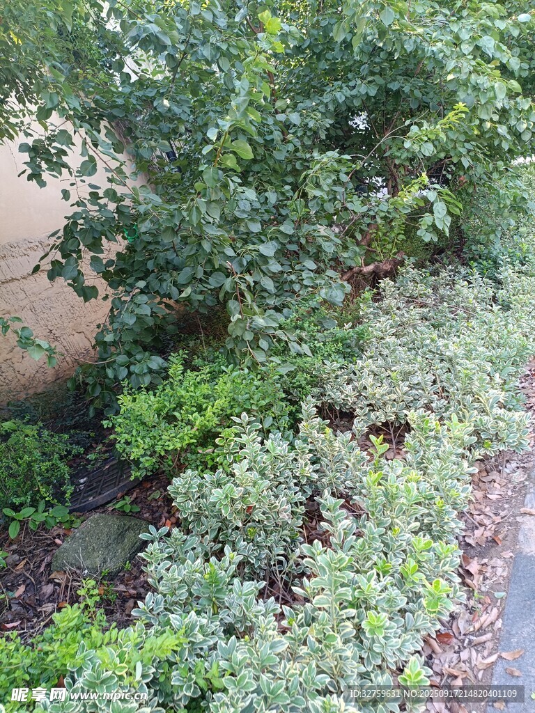 庭院綠植景觀一角
