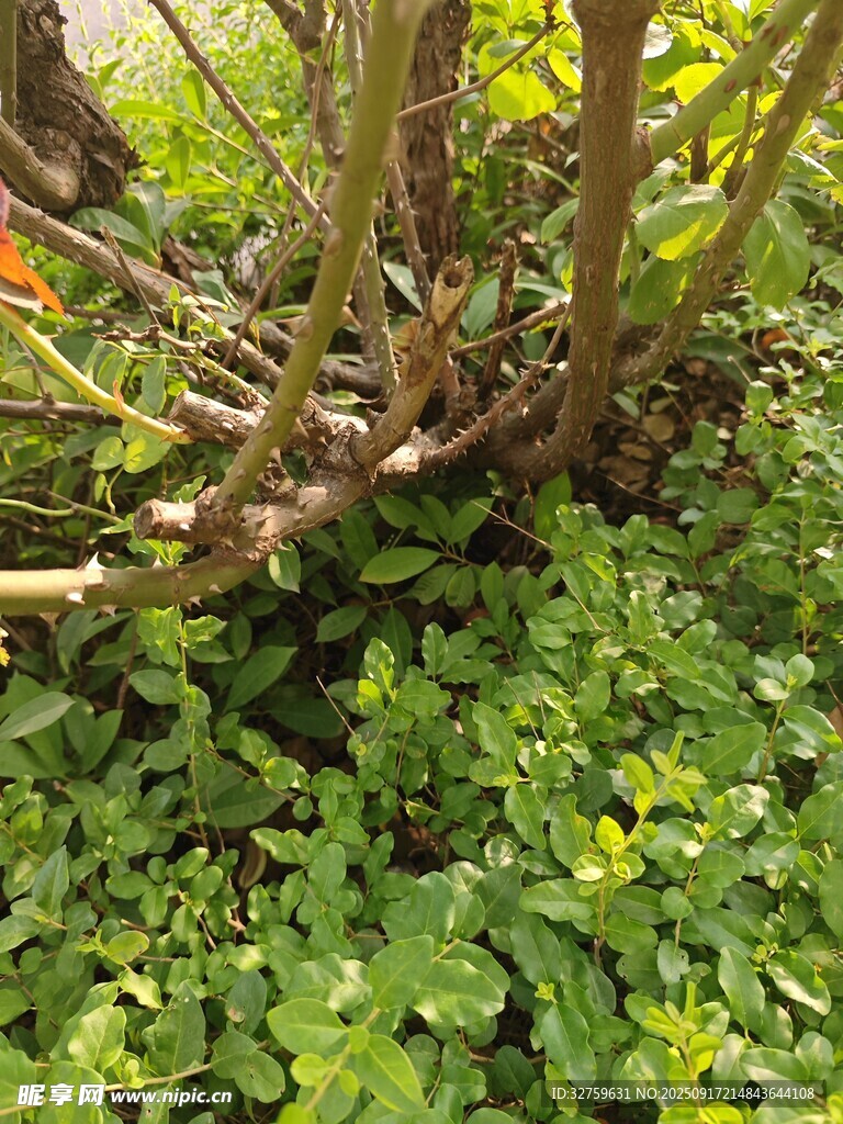 地面繁茂綠植與植物根莖