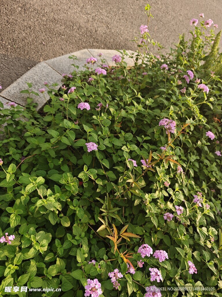 綠葉叢中綻放的粉色小花