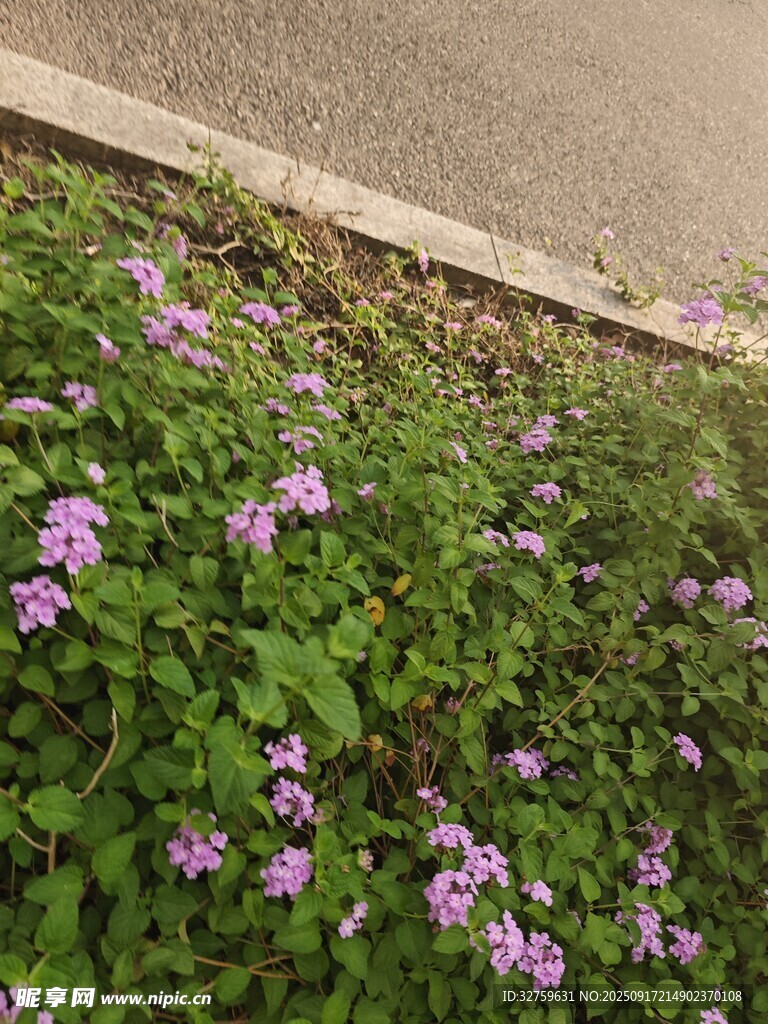 路邊綻放的紫色小花