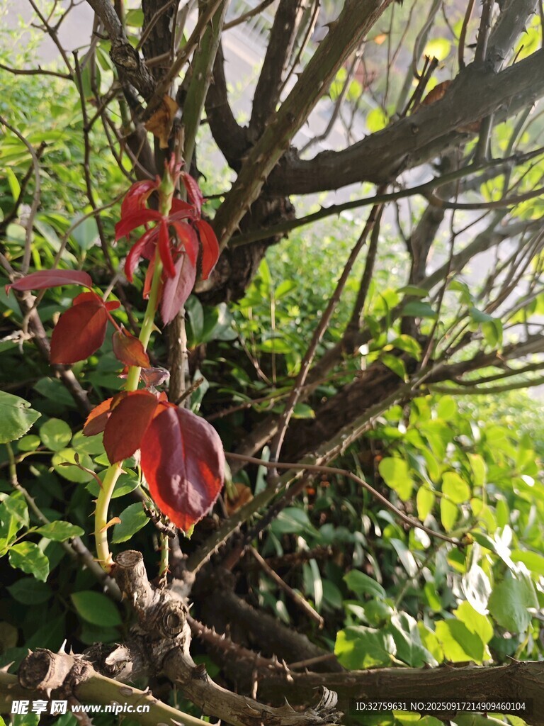 樹上的紅色奇異植物
