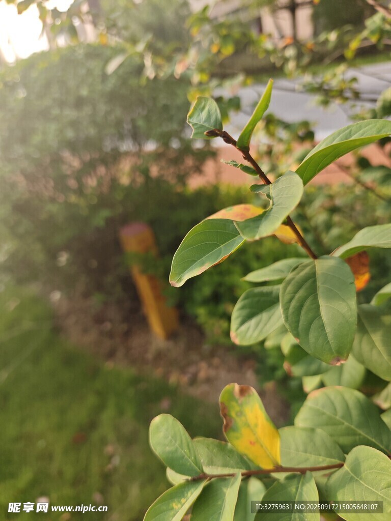 綠葉間的黃色小鳥(niǎo)