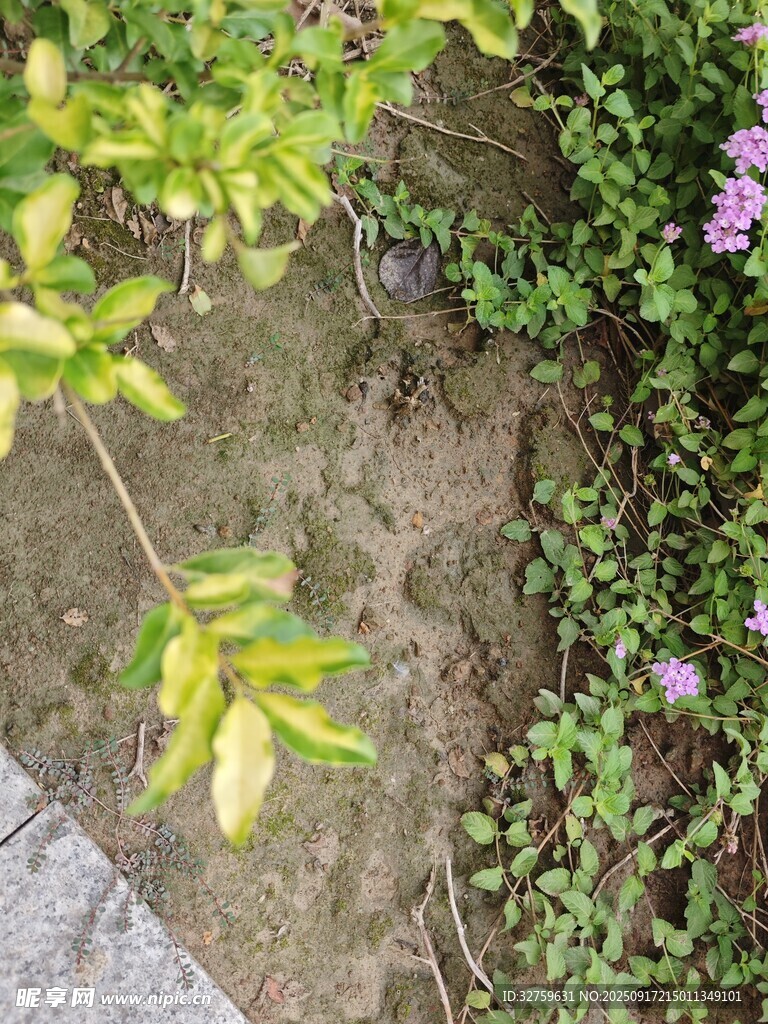 庭院中的綠植與花卉
