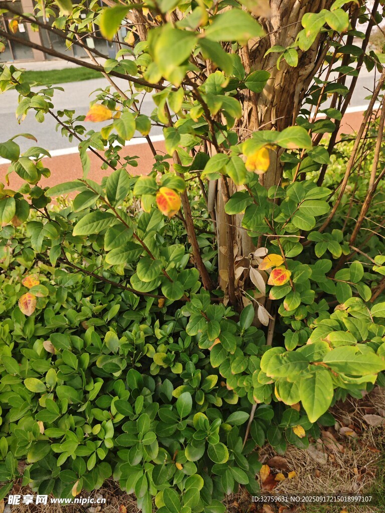 枝頭掛果的繁茂綠植