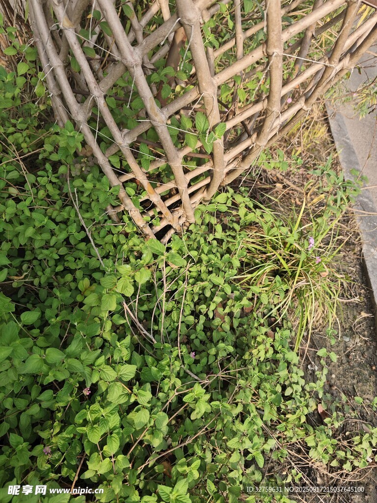 木柵欄旁的繁茂綠植