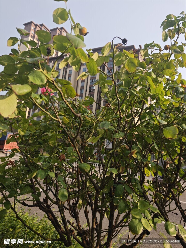 綠葉繁茂的街邊樹木