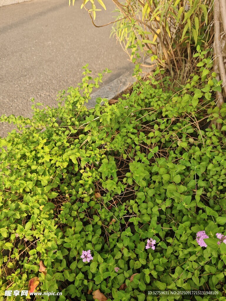 路邊翠綠草叢中的紫色小花
