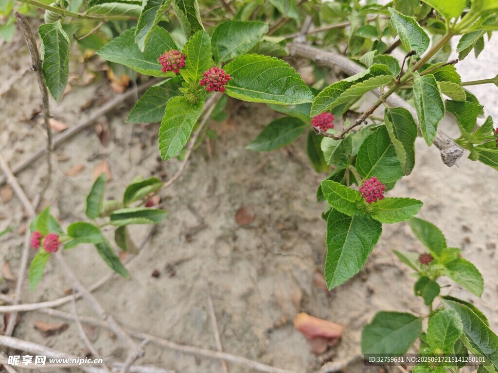 沙地上的紅綠相間植物