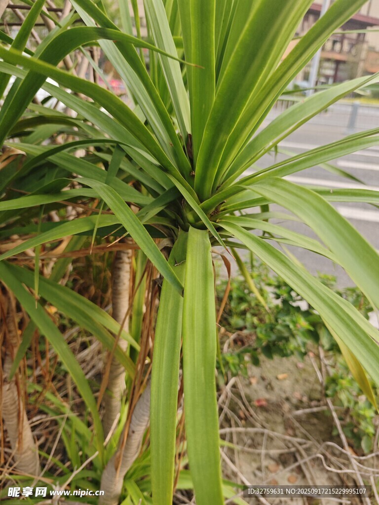 綠葉繁茂的龍血樹植株