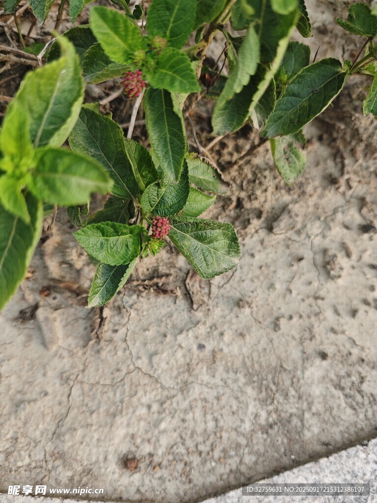 路邊生長的綠色植物