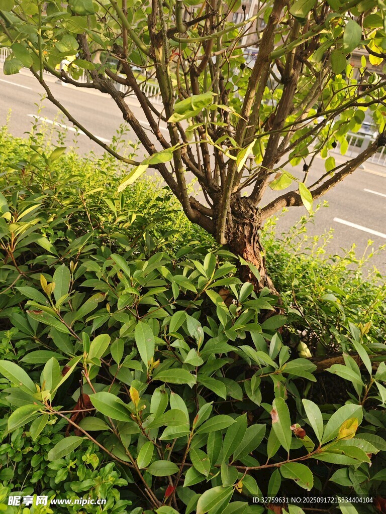 綠葉繁茂的街邊灌木叢