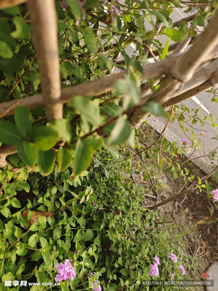 藤蔓纏繞下的花草景致