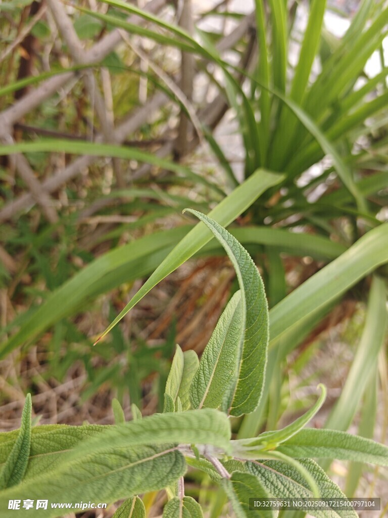 嫩綠植物特寫