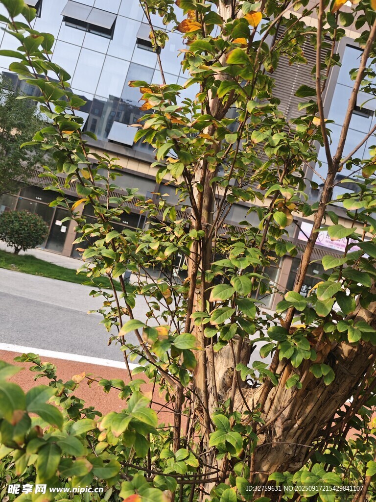 路邊綠植景象