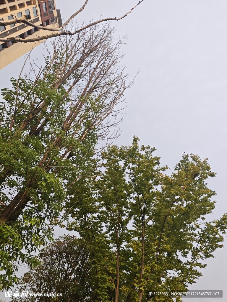 起重機(jī)旁的綠樹