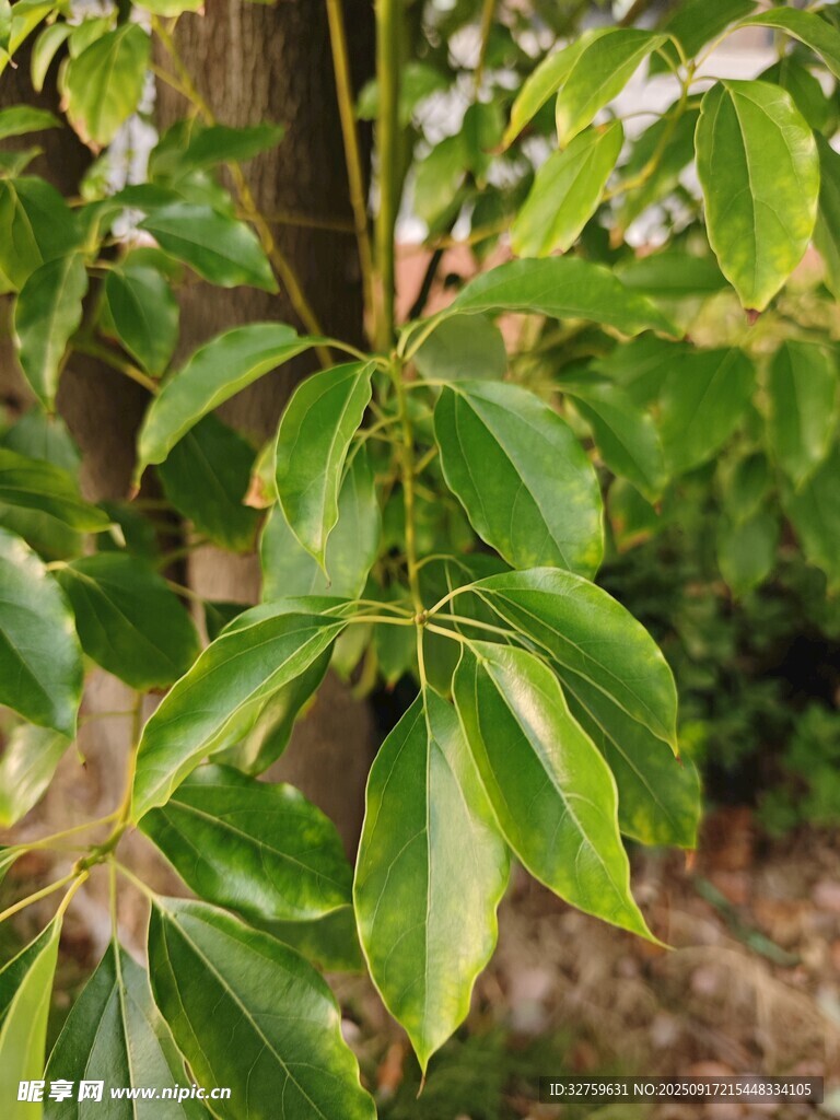 翠綠繁茂的掌狀復(fù)葉植物
