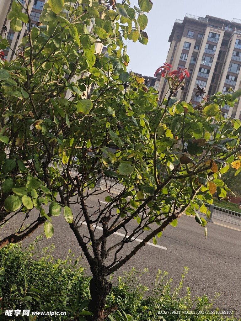 路邊綠樹與遠處樓房景觀