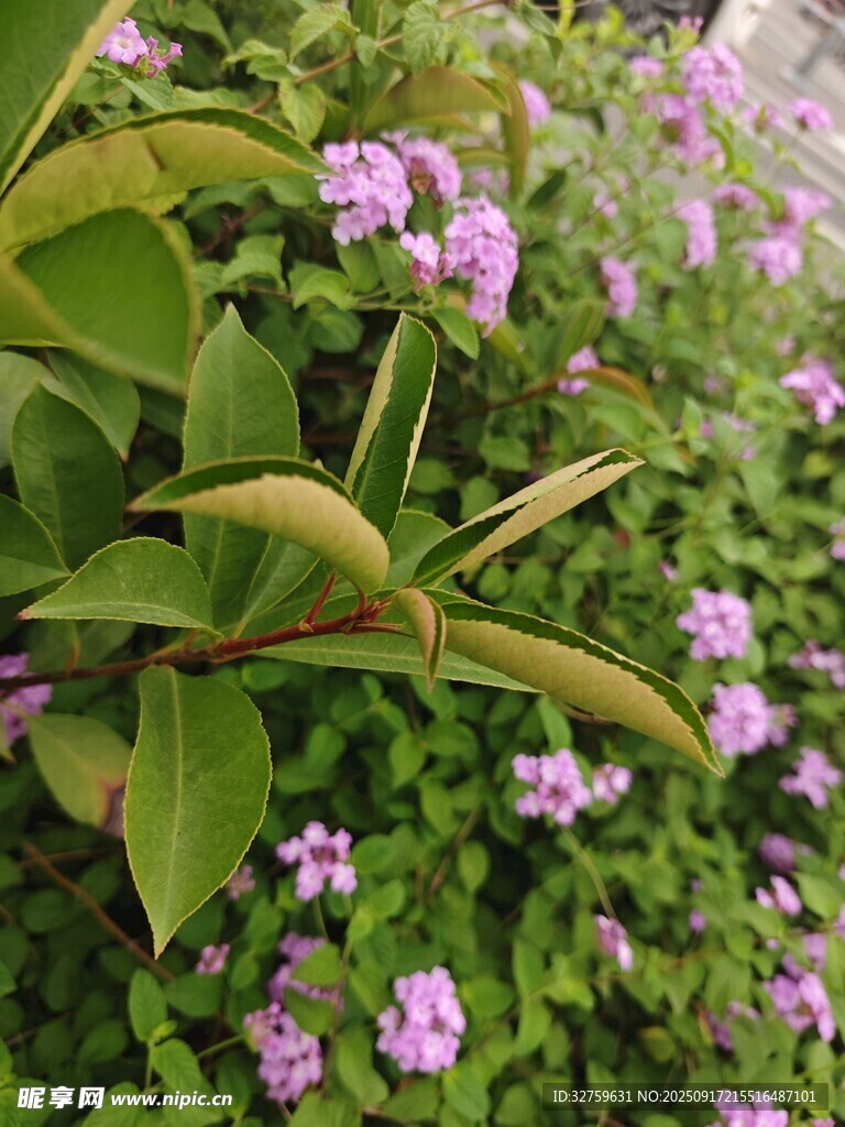 綠葉間的紫色小花綻放