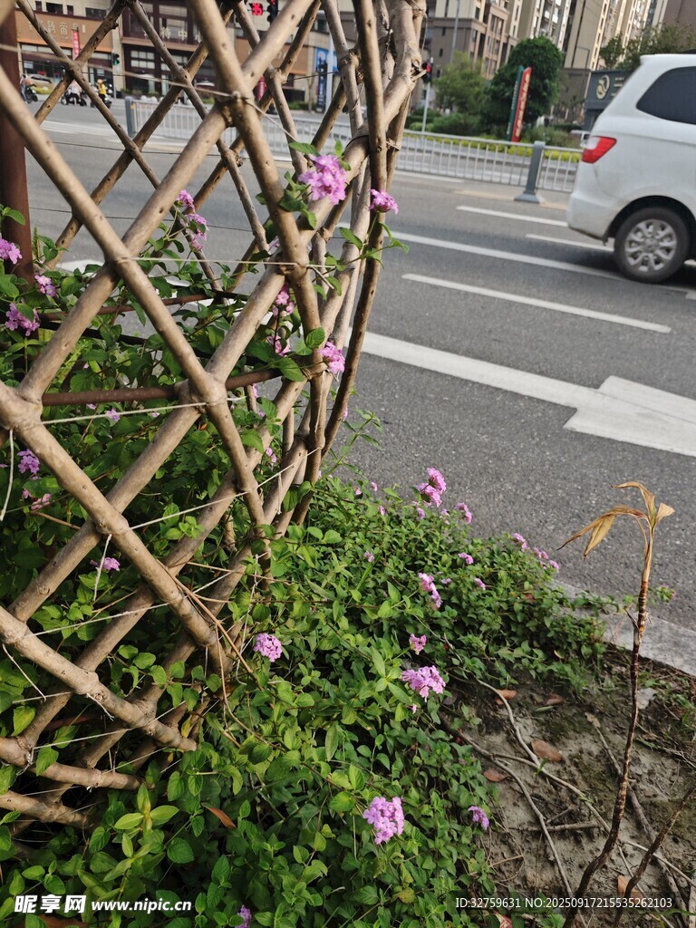 路邊竹制花架與綻放小花