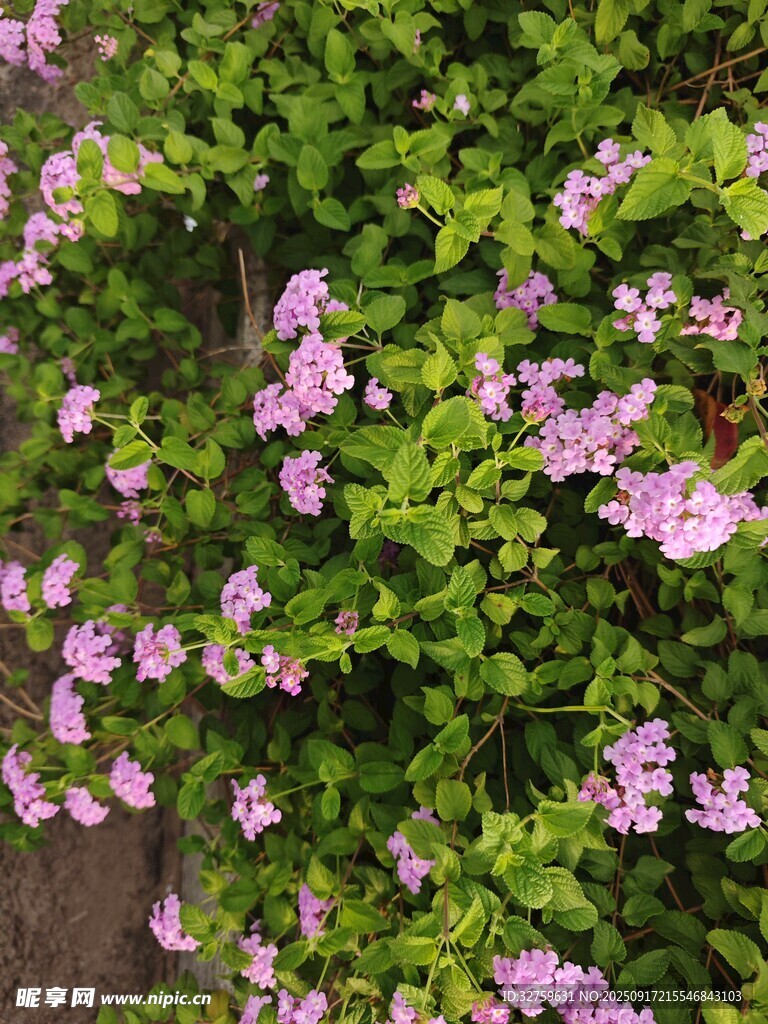 繁茂粉花綠植景觀