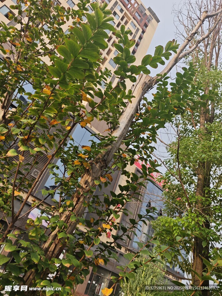 城市中繁茂的綠樹景觀
