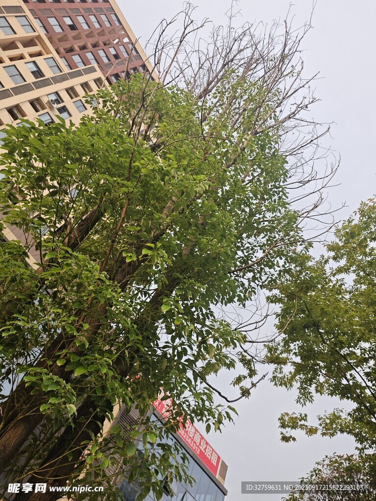 城市中茂盛的綠樹景觀