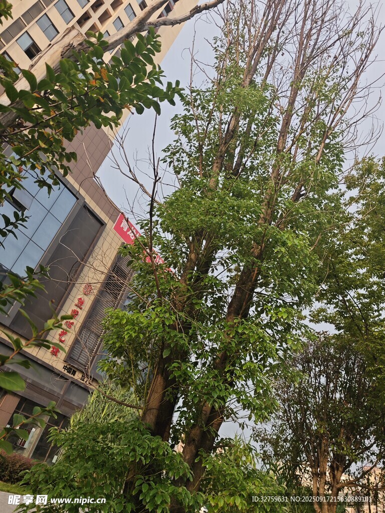 城市中蔥郁樹木與建筑景觀