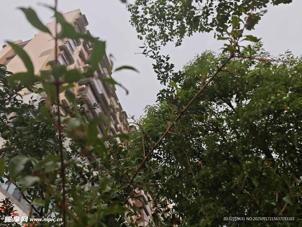 城市中繁茂綠樹與高樓