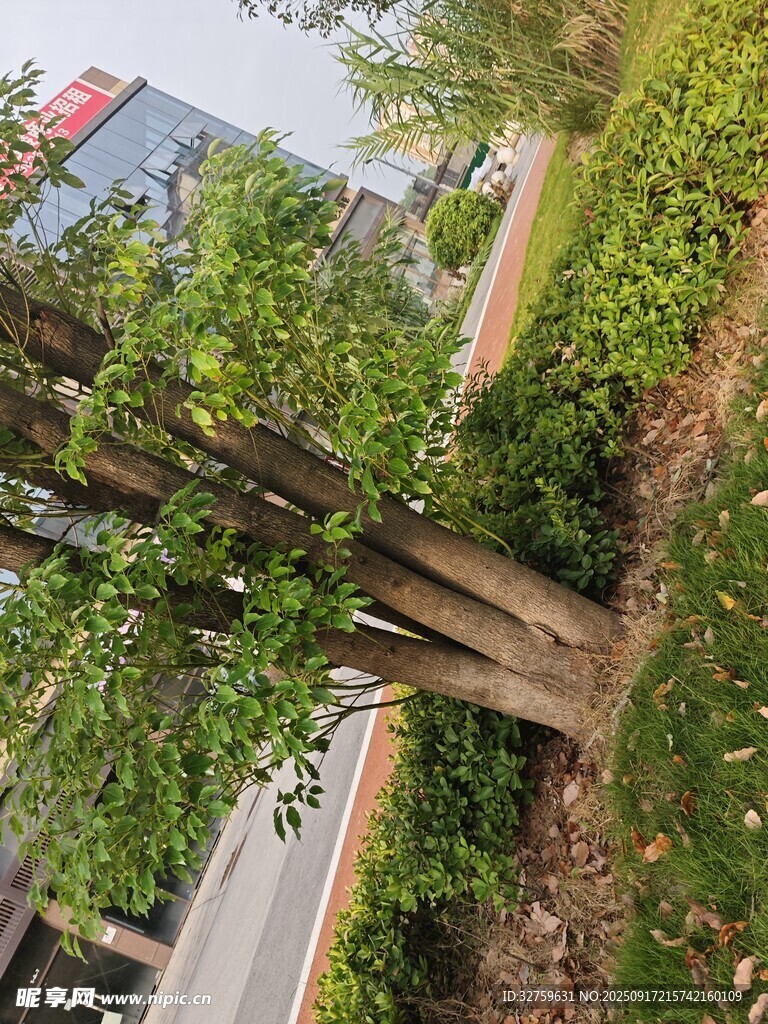 路邊綠植旁的木質(zhì)電線桿