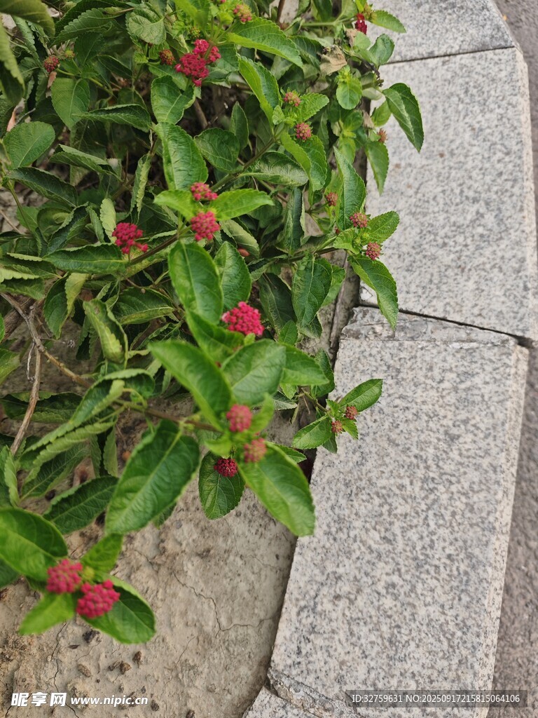 石縫間綻放的艷麗小花