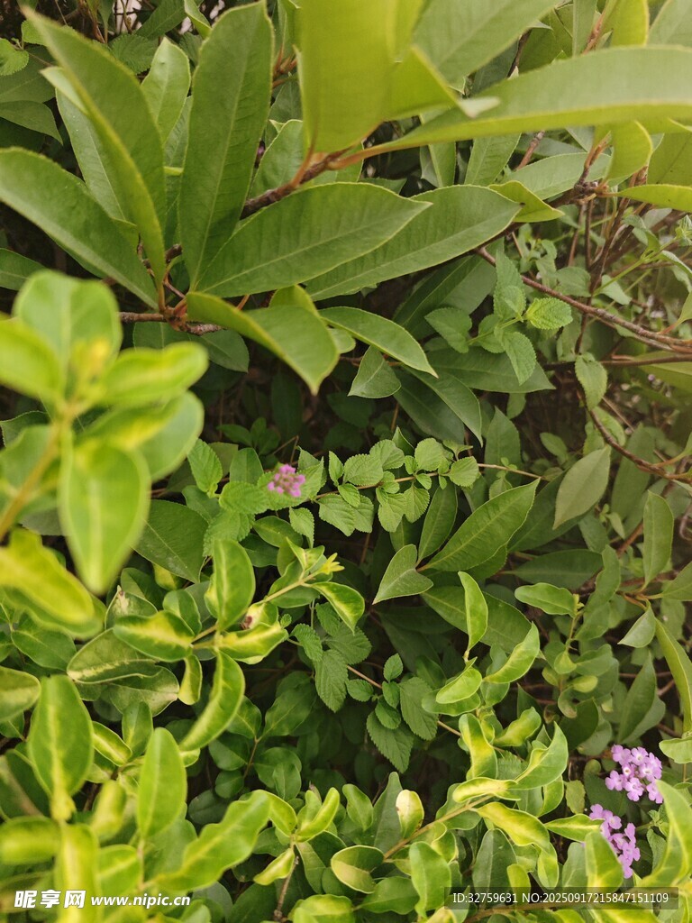繁茂綠植與紫色小花景觀