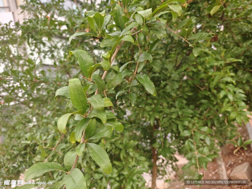 綠葉繁茂的樹木