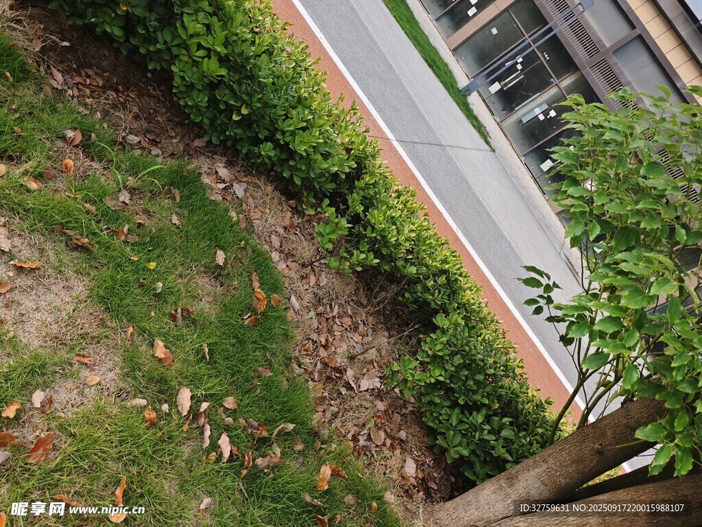 路邊綠植旁的地面景象