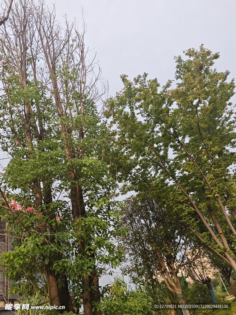 戶外蔥郁樹木景觀