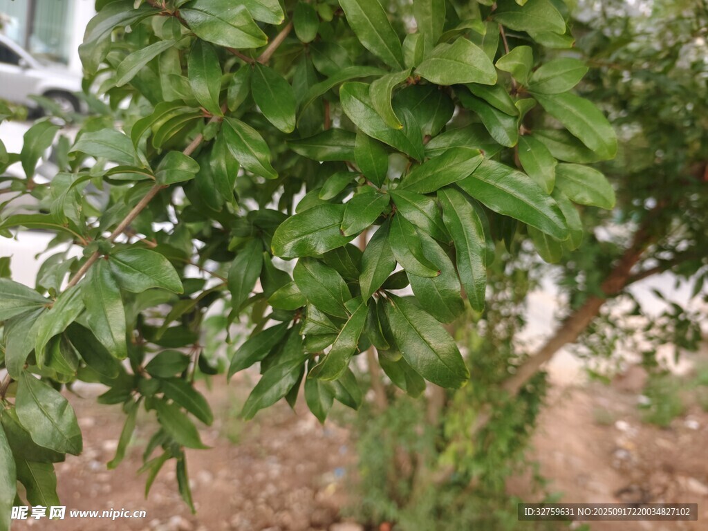 綠葉繁茂的枝頭景象