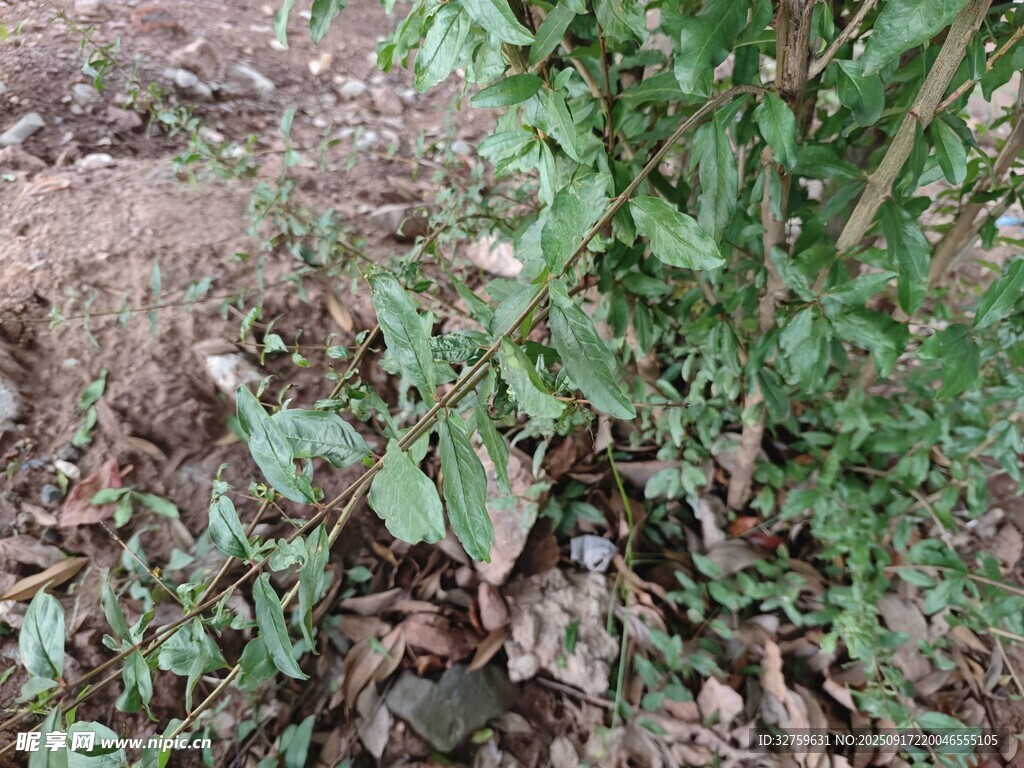地面綠植特寫