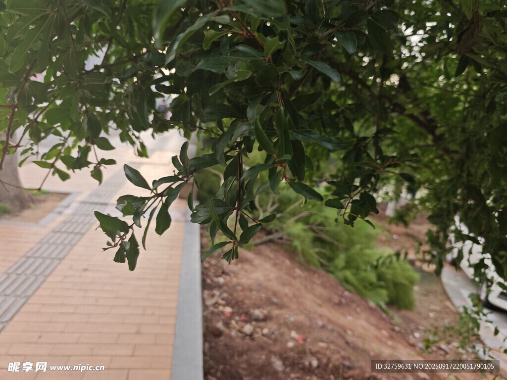 林間步道