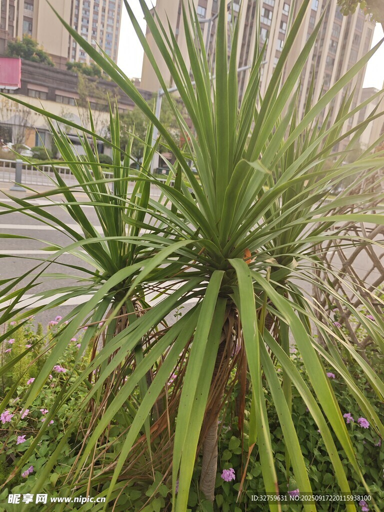 戶外龍舌蘭植物特寫