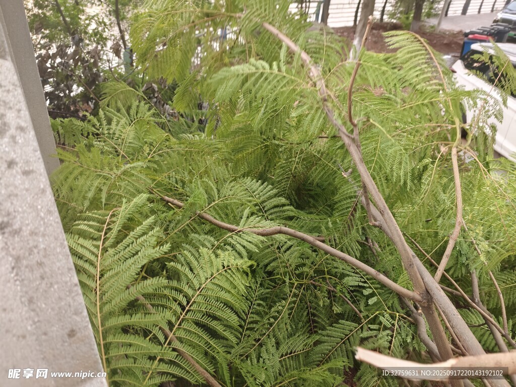 戶外繁茂綠植景觀