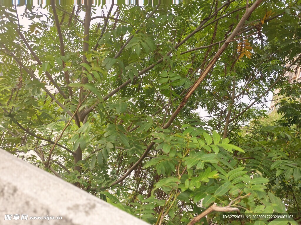 墻邊繁茂綠植景觀