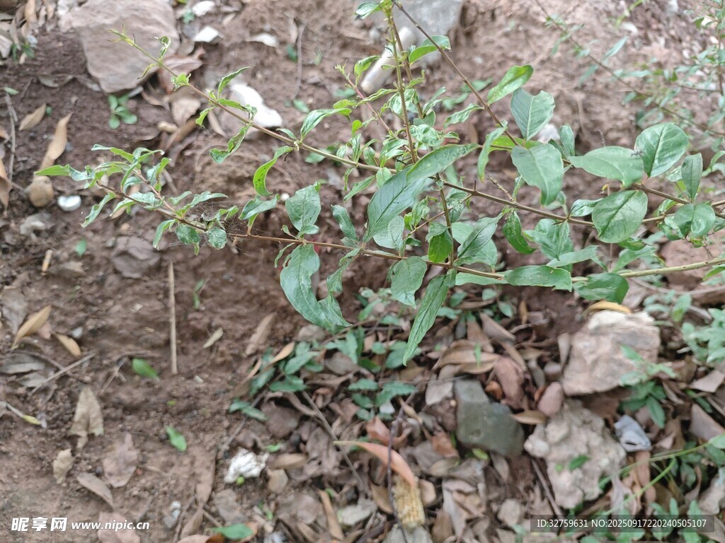 地面生長(zhǎng)的綠色植物