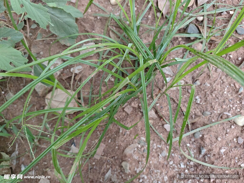 田間嫩綠植物特寫