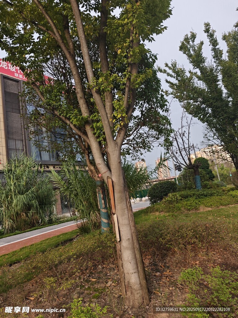 戶外樹木與綠植景觀