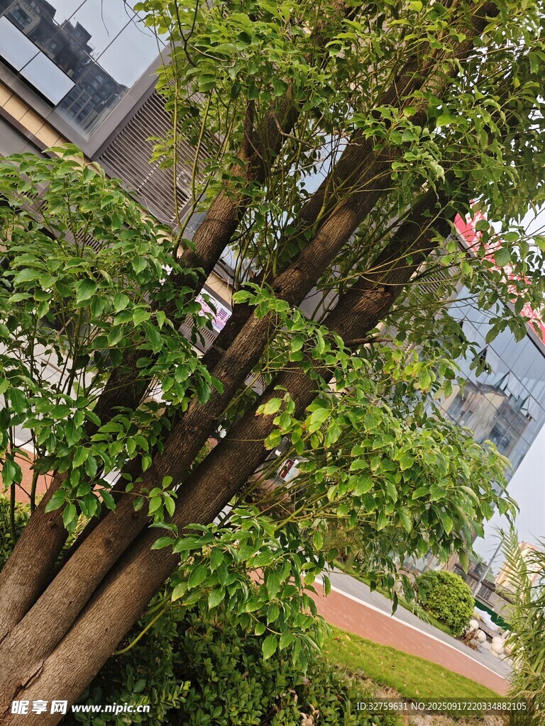 城市中的蔥郁樹木景觀