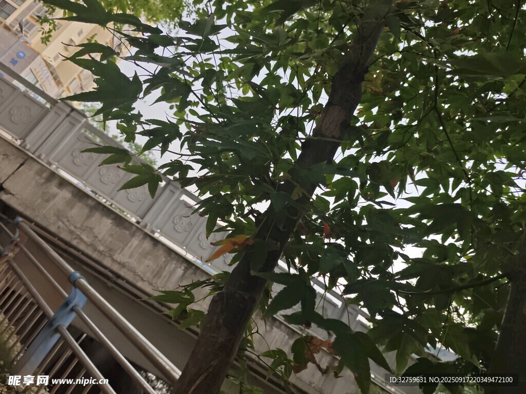綠葉繁茂的樹(shù)木與建筑