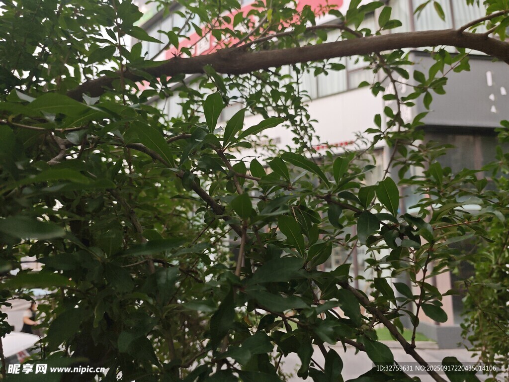枝葉間的建筑一角