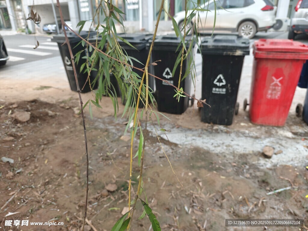 路邊垃圾桶旁的小樹